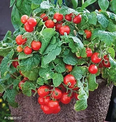 Baishnab Tomato seed 1000ps hbjhbDIV   353 Cherry Tomato Organic Tamatar Seeds 500 Beej AW48500PIECE-thumb0