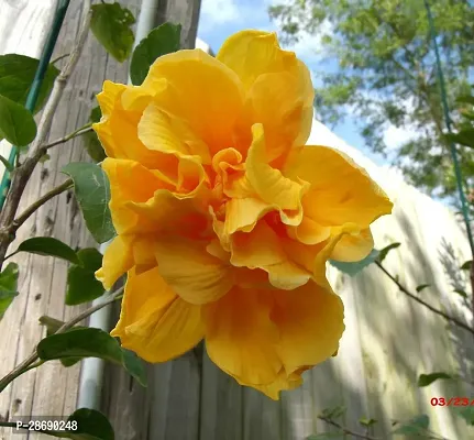 Baishnab Hibiscus Plant Yellow colour double Hibiscus Plant-thumb0