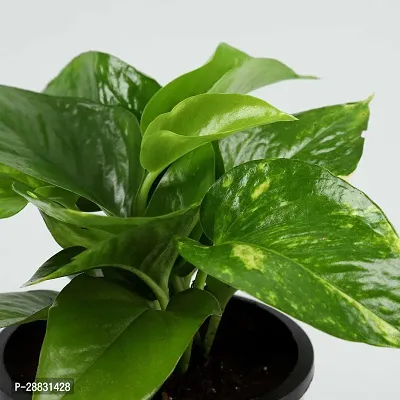 Baishnab  Big Leaf Money Plant Money Plant-thumb0