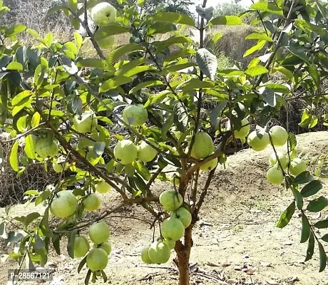 Baishnab Guava Plant Guava Plant ( Yeman GuavaAmrud Plant )-thumb0