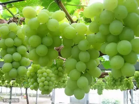 Baishnab  e411 Grapes Plant-thumb0