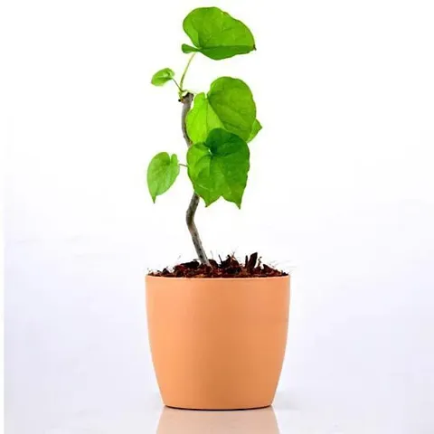 New Arrival Plant & Planters 