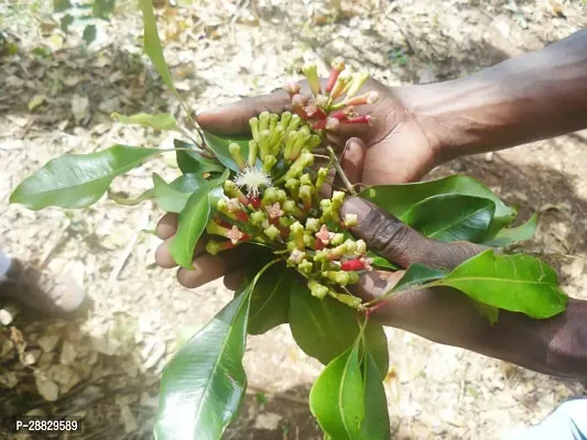 Baishnab  Clove Plant A26 Clove Plant