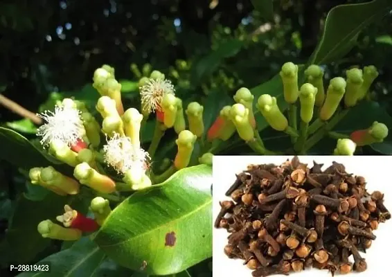 Baishnab  Spice Plants Syzygium Aromaticum Clove 1-thumb0