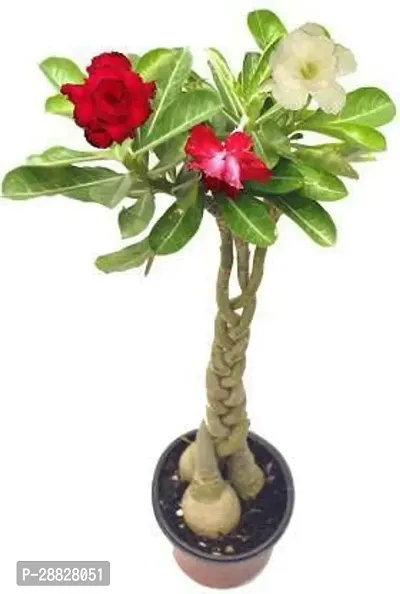 Baishnab  Redwingz Rose Adenium Live Plant Grafted-thumb0