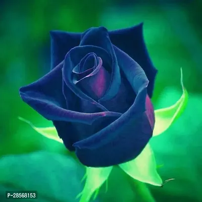 Baishnab Rose Plant Blue Rose Plant .62-thumb0