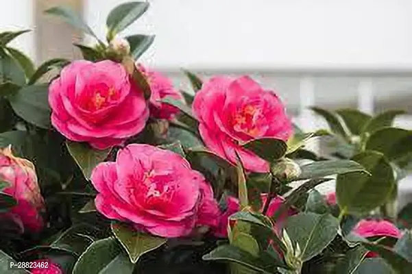 Baishnab  Camellia FlowerSasanquaplant CFO130