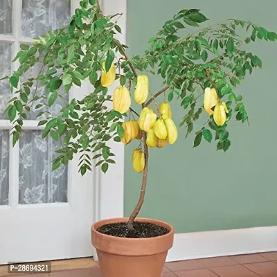 Baishnab Star Fruit Carambola Grafted Plant Sweet kamrangastar fruit graftedlive plant-thumb0