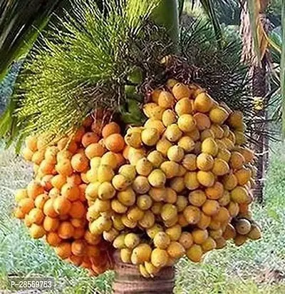 Baishnab Betel NutSupari Plant BETAL NUT-thumb0