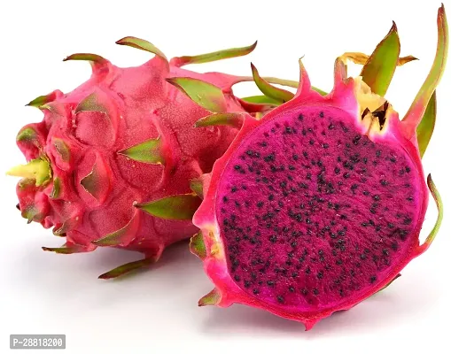 Baishnab  DRAGON FRUIT 2 PLANT Dragon Tree-thumb0