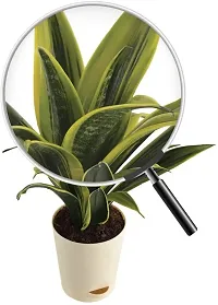 Baishnab Snake Plant Sansevieria Gold Flame Snake Succulent Live Plant with Pot - Medium-thumb2