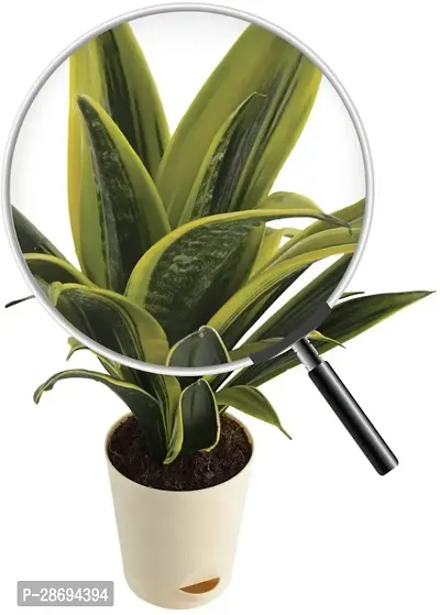 Baishnab Snake Plant Sansevieria Gold Flame Snake Succulent Live Plant with Pot - Medium-thumb3