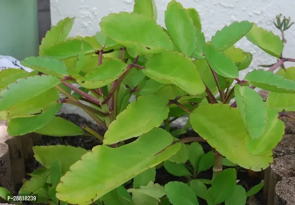 Baishnab  PLANTILA MULACHI Kalanchoe Plant