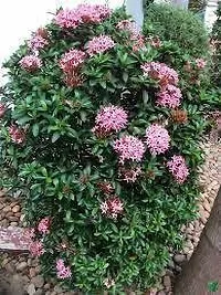 Baishnab Ixora Plant IXORA PLANT PINK-thumb1