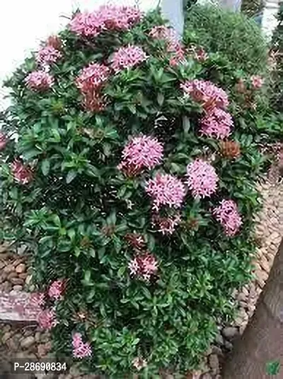 Baishnab Ixora Plant IXORA PLANT PINK-thumb2