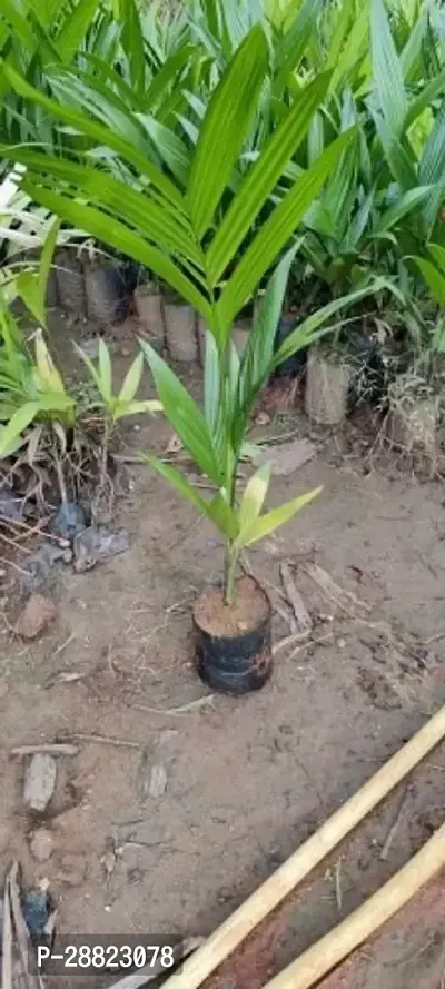 Baishnab  BETEL NUT CHILD PLANT Betel NutSupari Pl