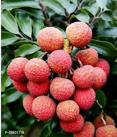 Baishnab  LycheeLitchi fruit plant Litchi Plant-thumb0