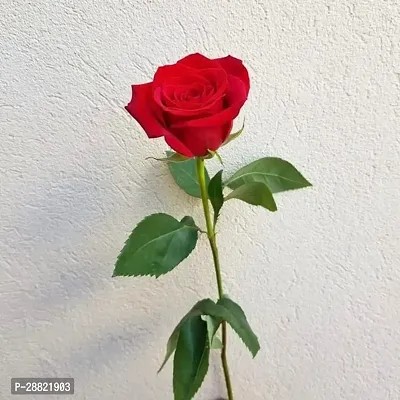 Baishnab  Red Hybrid All Season Live Rose PlantCF0-thumb0