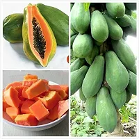 Baishnab papaya seed 150 per packetrbPapaya Hybrid Fruit Seeds   PH1393150PIECE-thumb1