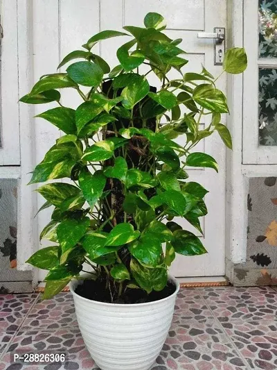 Baishnab  mam011 Money Plant-thumb0