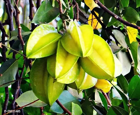 Baishnab  Carambola plant  Kamranga plant Star Fru-thumb0