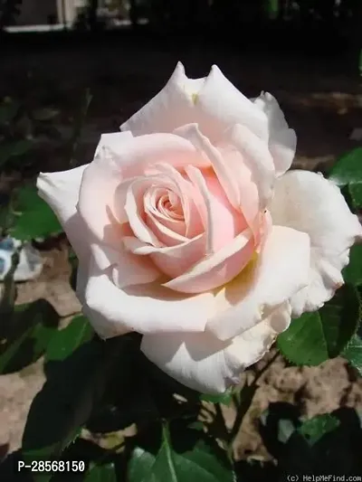 Baishnab Rose Plant grafied white rose plant-thumb0