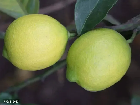 Baishnab  FAU Lemon Plant-thumb0