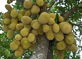 Baishnab Jackfruit Plant Hibrid Jackfruit Plant-thumb1