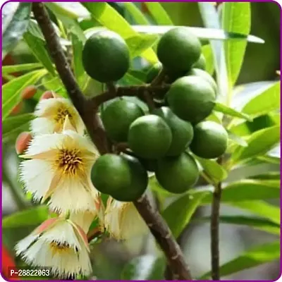 Baishnab  Rudraksha Live Plant CF11 Rudraksh Live-thumb0