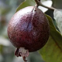 Baishnab Guava Plant Hybrid Red guava plant10-thumb1