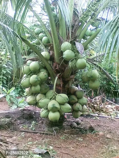 Baishnab Coconut Plant PATTA Kerala Coconut Tree Plant (1 Healthy Live Plant)-thumb0