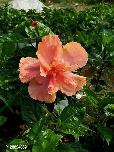 Baishnab  hp11 Hibiscus Plant