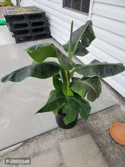 Baishnab  bbn11 Banana Plant-thumb0