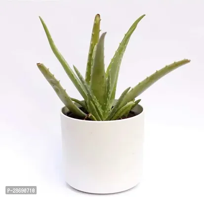 Baishnab Aloe Vera Plant Aloe Vera Plant CF00041-thumb0