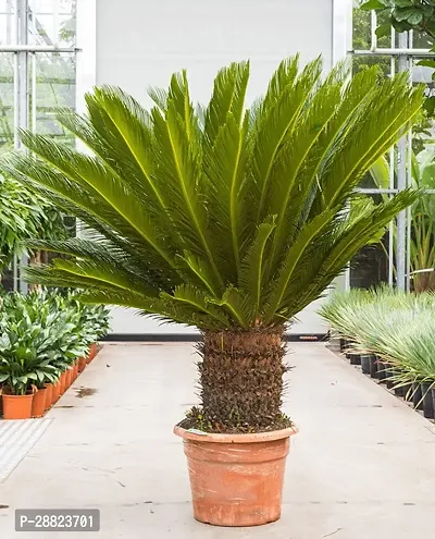 Baishnab  Cycas Revoluta Plant Live Plant CF431 C-thumb0