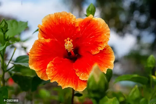 Baishnab  Hibiscus Plant 152 Hibiscus Plant-thumb0