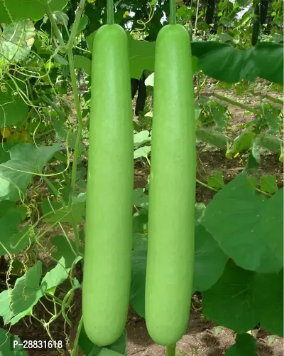 Baishnab Gourd seed uygBottle Gourd Lauki Ladu Seeds High Yield Varity20PIECE-thumb0