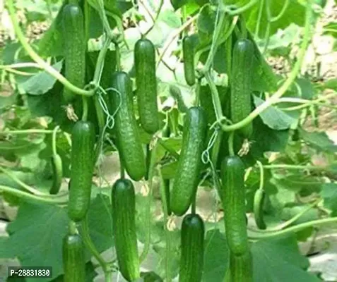 Baishnab Cucumber Seed 50 ps  CUCUMBER55480250PIECE