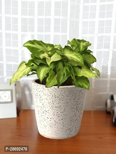 Baishnab Syngonium Plant sygonium107-thumb0