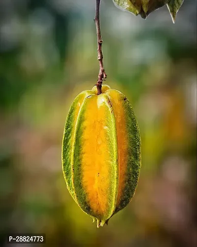 Baishnab  Rare Star Fruit Grafted Live plant CF069