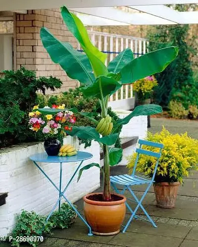 Baishnab Banana Plant E-GRDN_171