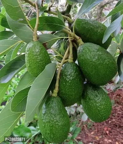 Baishnab  Avocado Plants Live PlantCF05 Avocado P-thumb0