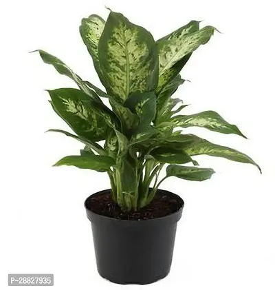 Baishnab  GSDLANTOJ52 Aglaonema Plant