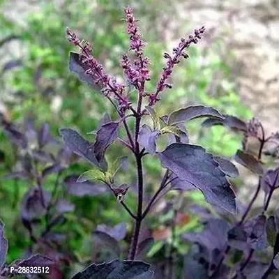 Baishnab  Holy Basil TulsiThulasiPot Not Include-thumb0