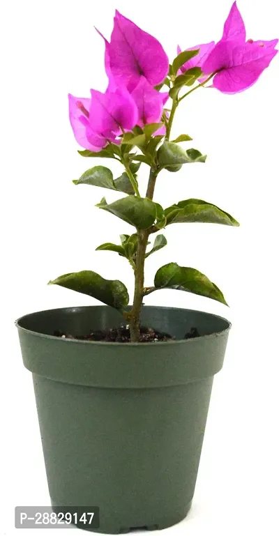 Baishnab  Baugainvillea Plant Disha00040618899 B-thumb0