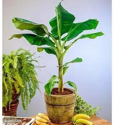 Baishnab  bbzz11 Banana Plant-thumb0