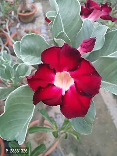 Baishnab  AdeniumHybrid PlantGrafted0127 Adenium-thumb0