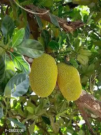 Baishnab  Hybrid Jackfruit Plant Jackfruit Plant