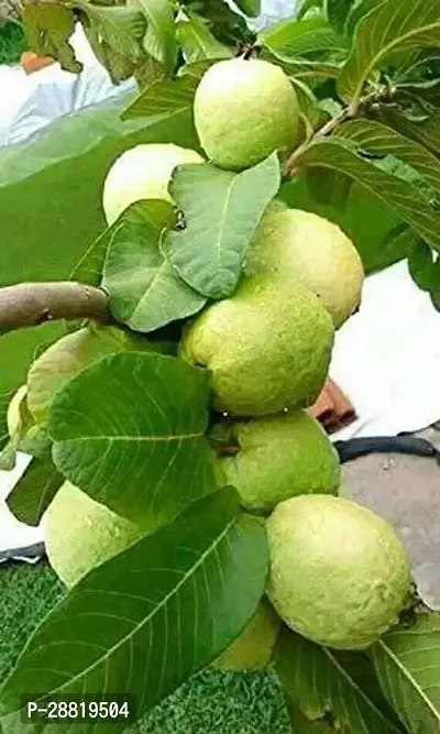 Baishnab  RXJ Guava Plant-thumb0