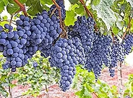 Baishnab Grapes Plant Muscat Blue Grapes-thumb1